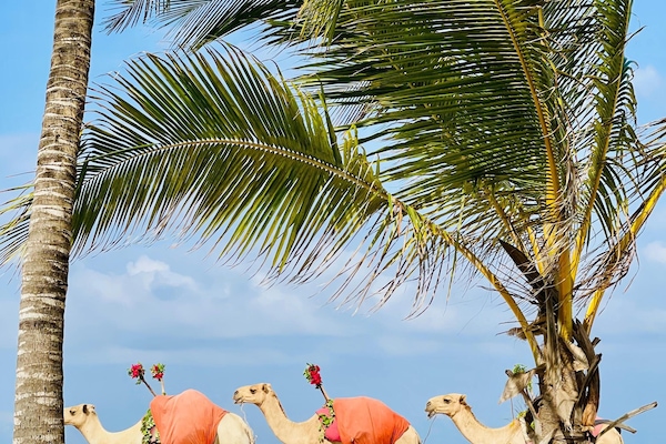 Activitats infantils