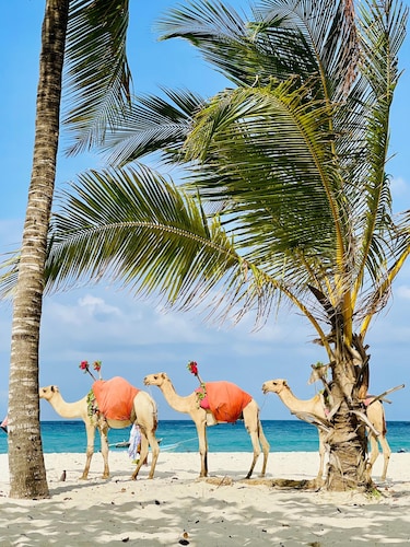 Diani Beachfront Paradise