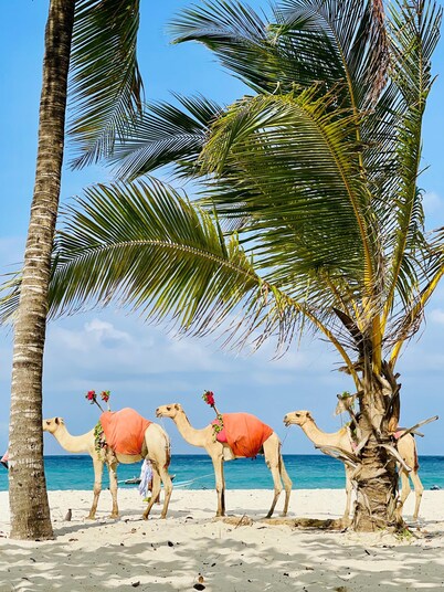 Diani Beachfront Paradise