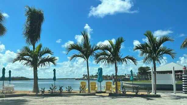 A beachside view with palm trees, chairs, and a view of the water.