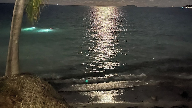 Une scène nocturne sur une plage, avec un palmier, des vagues et un bateau visible.