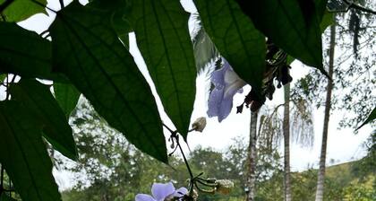 Country house in Penedo, ideal for families and groups who enjoy tranquility