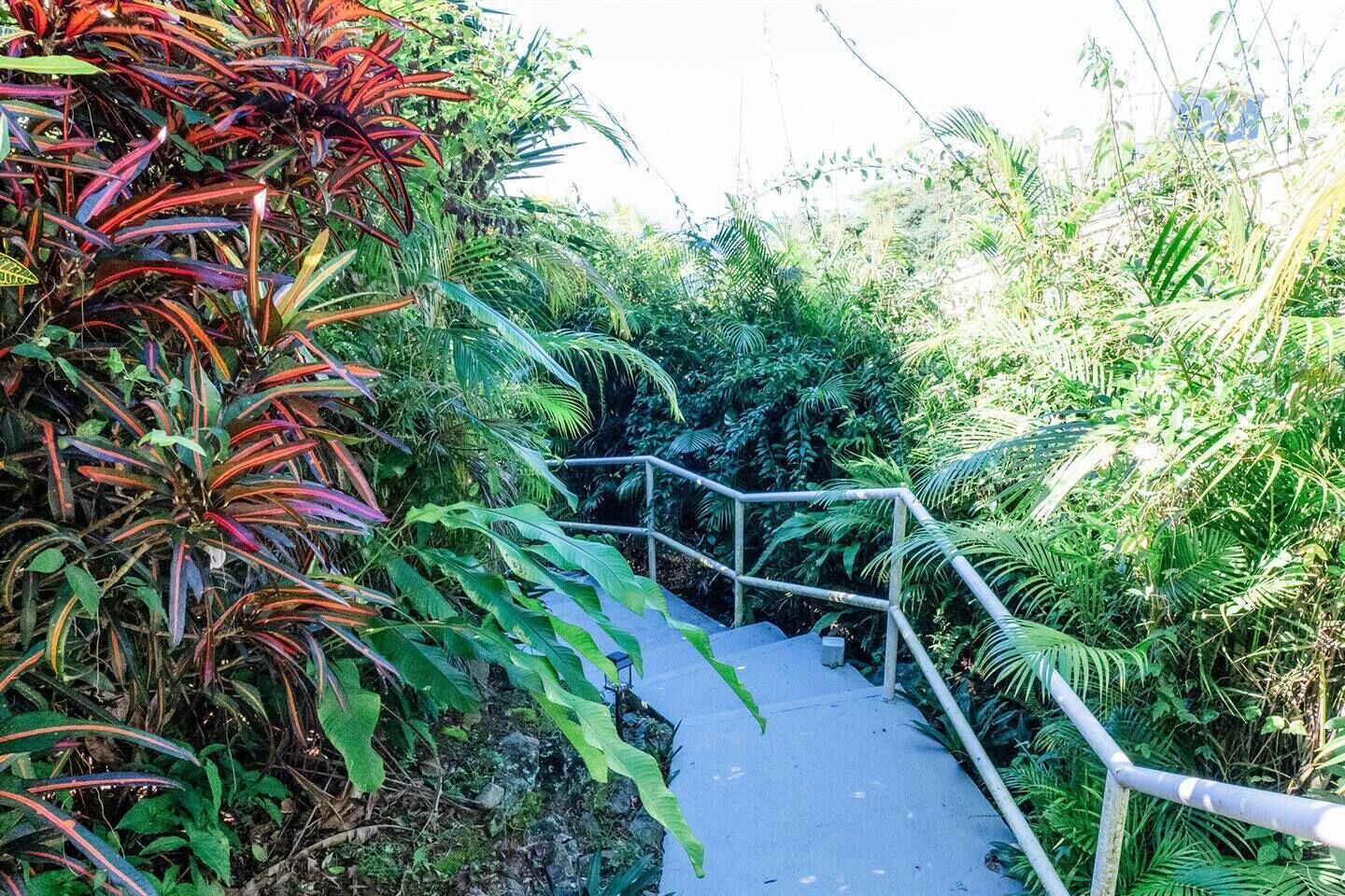 A concrete pathway with metal railings surrounded by dense tropical foliage.