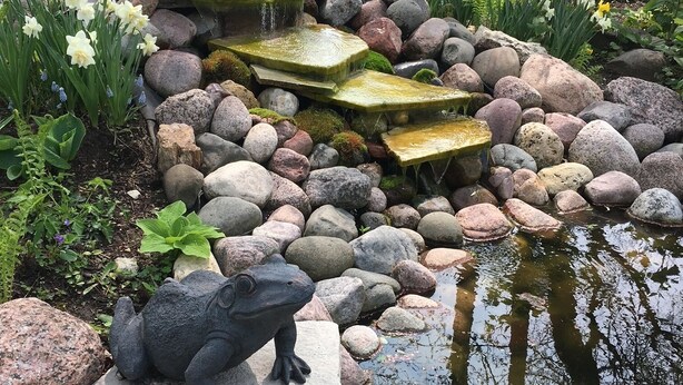 Un jardin avec un étang, des rochers, une statue de grenouille et diverses plantes.