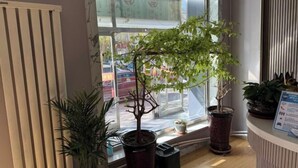 A reception area with a window view of a street, potted plants, and a counter with a sign. - Haojin Business Hotel (Erenhot)