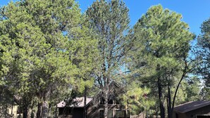 A cabin with a porch, surrounded by tall pine trees. - Happy cabin in Heber (Heber)