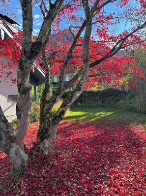 A tree with red leaves in a garden area.