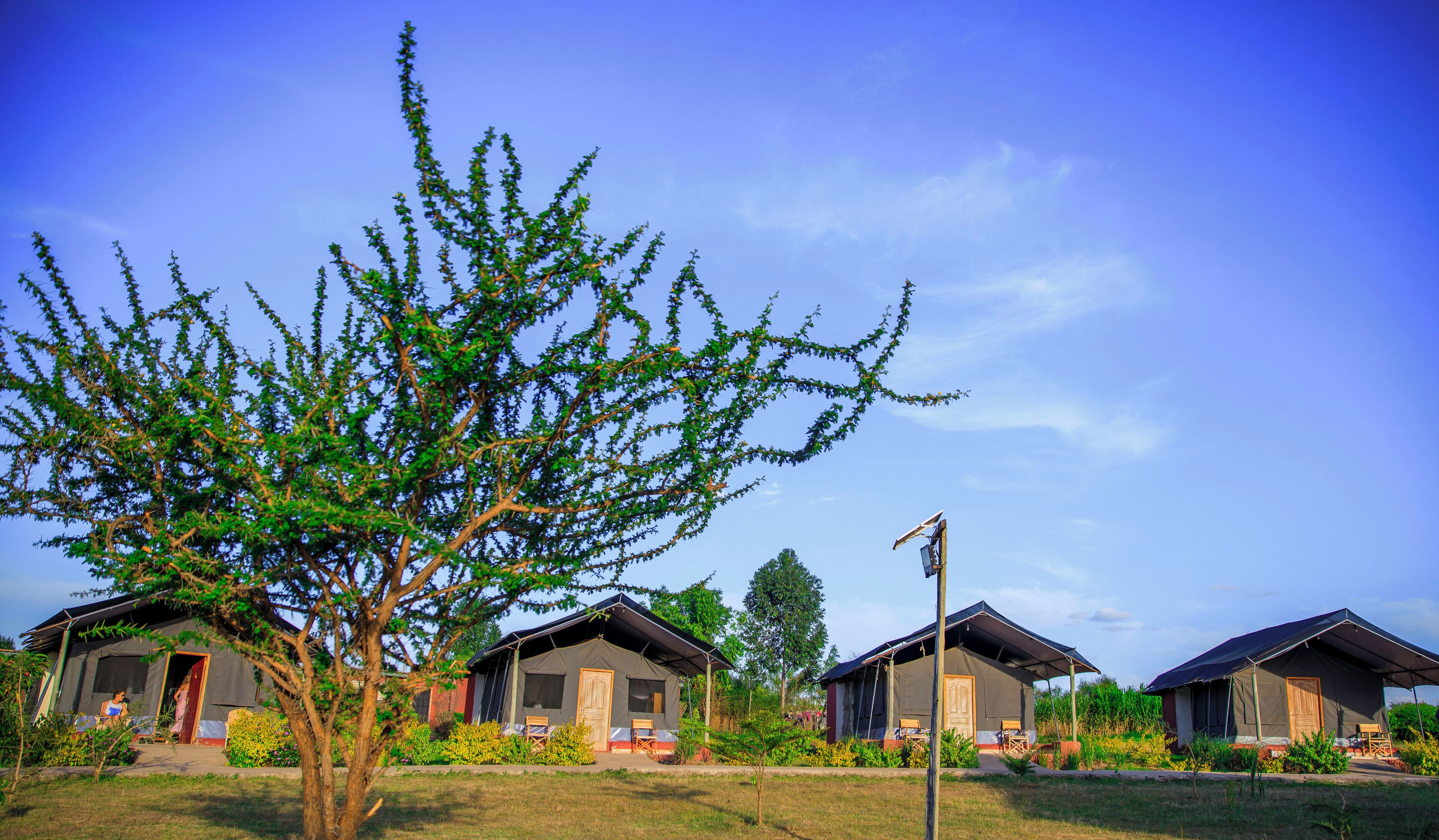 A row of cabins with a large tree in the foreground.