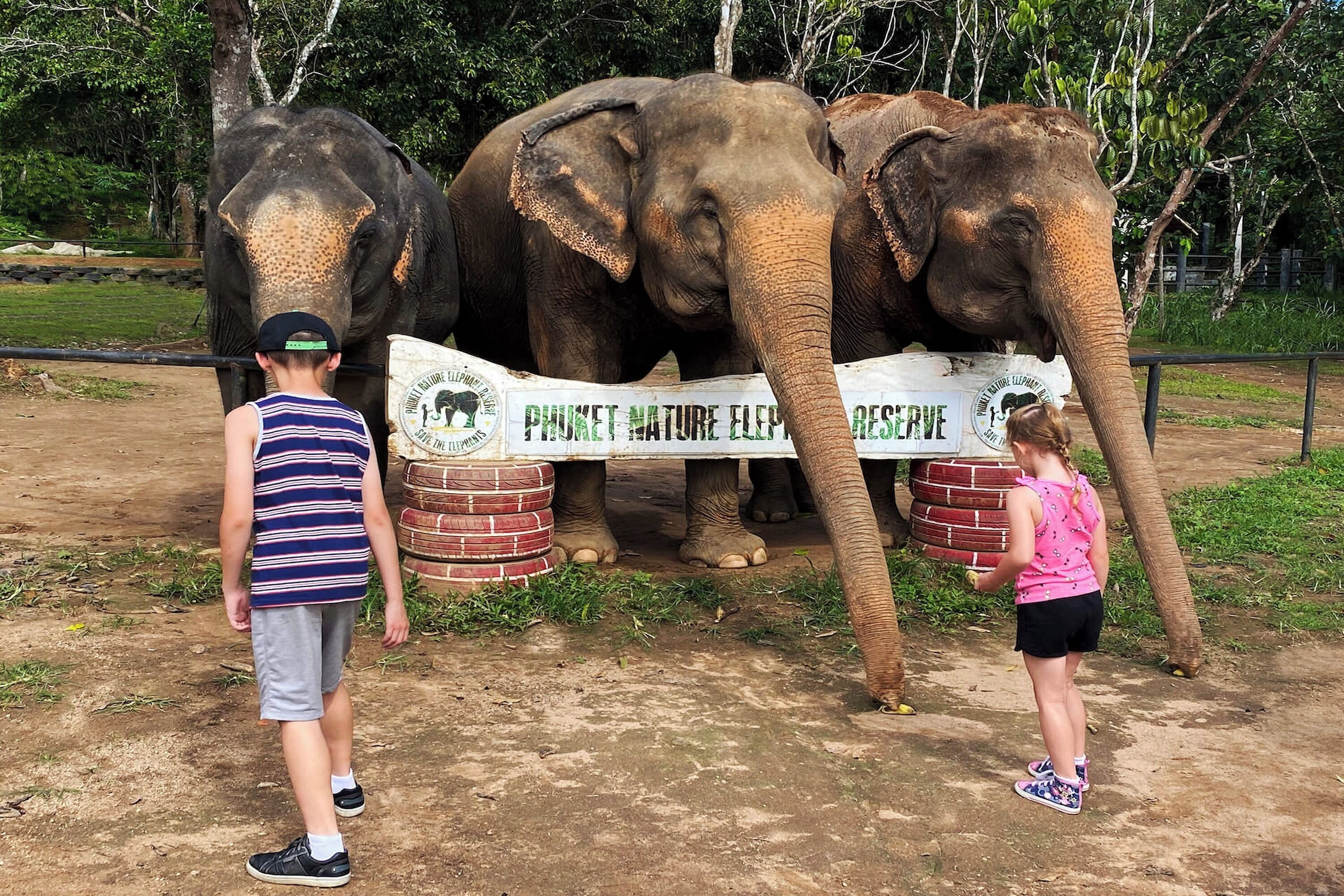 Two elephants standing behind a signboard with the text "PHUKET NATURE ELEPHANT RESERVE".
