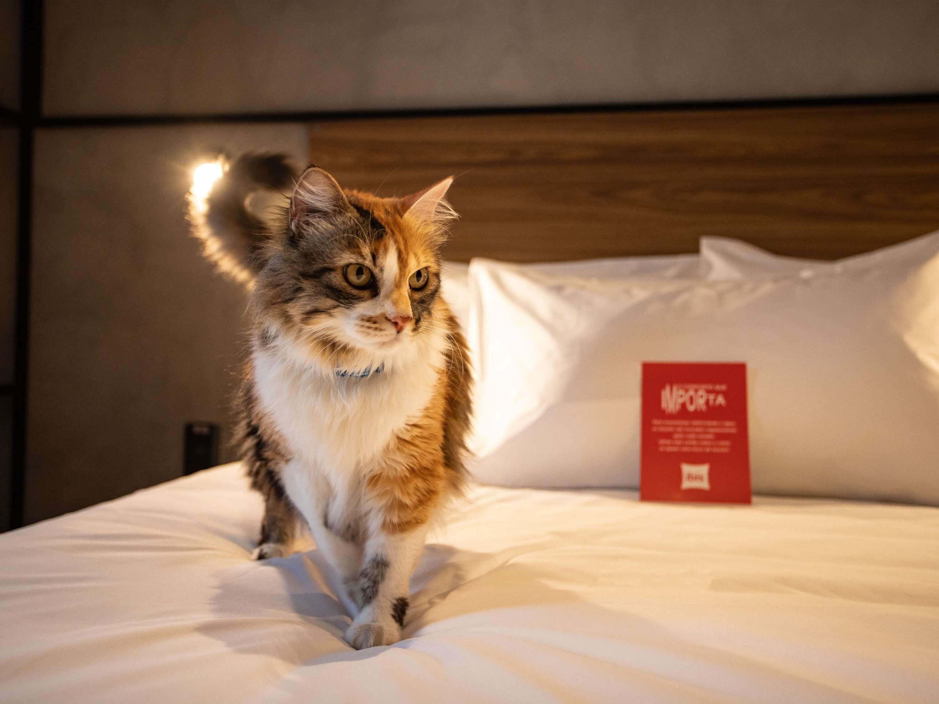 Um gato numa cama com uma placa vermelha ao fundo.