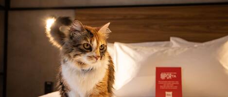 A cat on a bed with a red sign in the background.