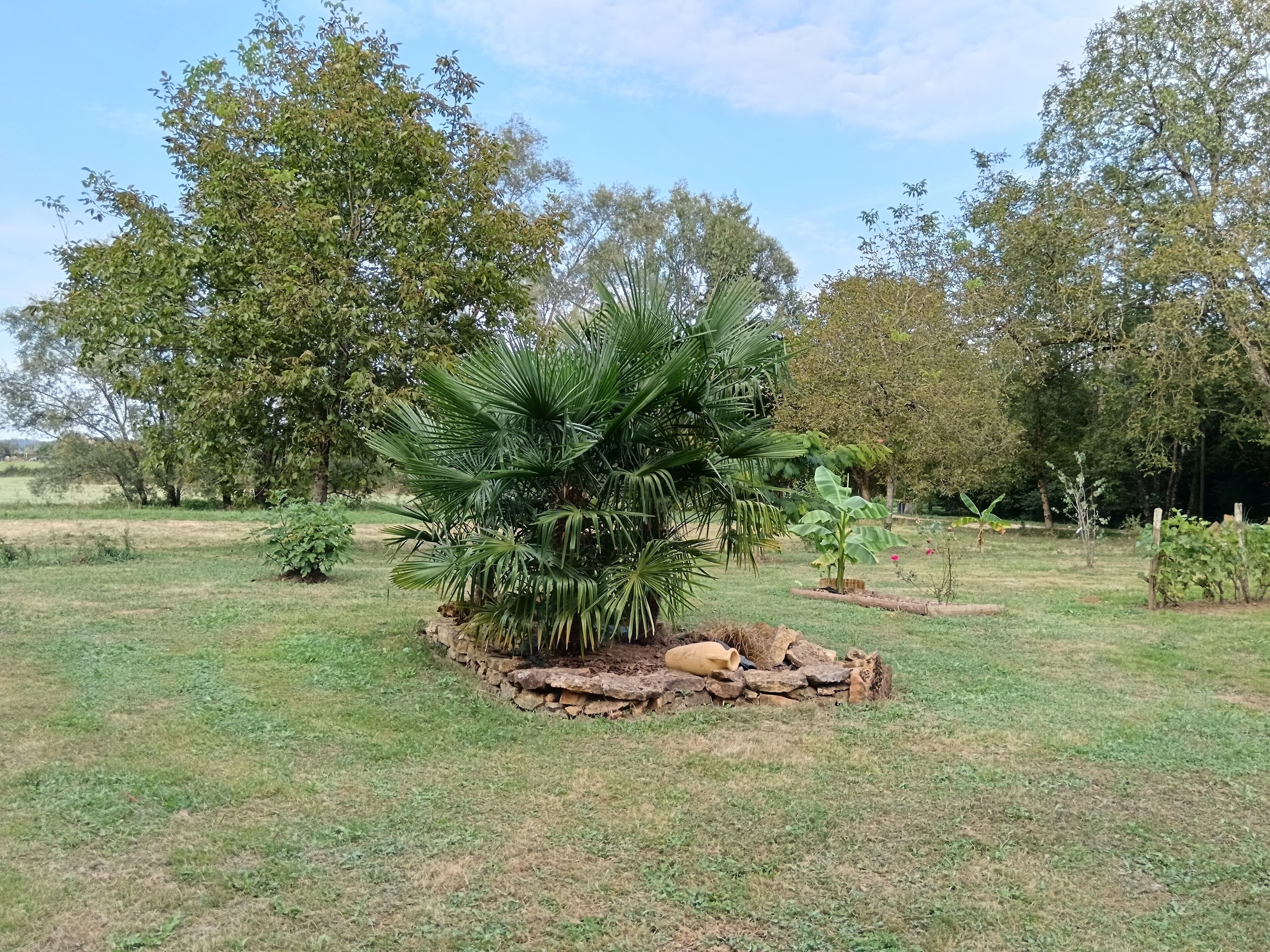 Un jardin agrémenté d’un palmier, d’un mur en pierre et de diverses plantes.