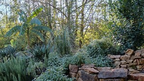 Un jardin avec un mur en pierre, différentes plantes et un arrosoir en métal.