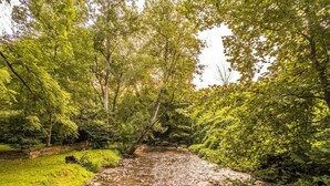 A natural landscape with a stream, surrounded by dense green foliage and trees.