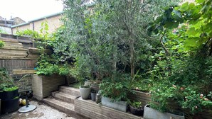 Ein Garten mit verschiedenen Kübelpflanzen, einer kleinen Gartenanlage und einer Backsteinmauer.