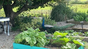 Un jardí amb camins elevats plens de verdures de fulles, una estàtua de pavó i una taula sota un arbre.