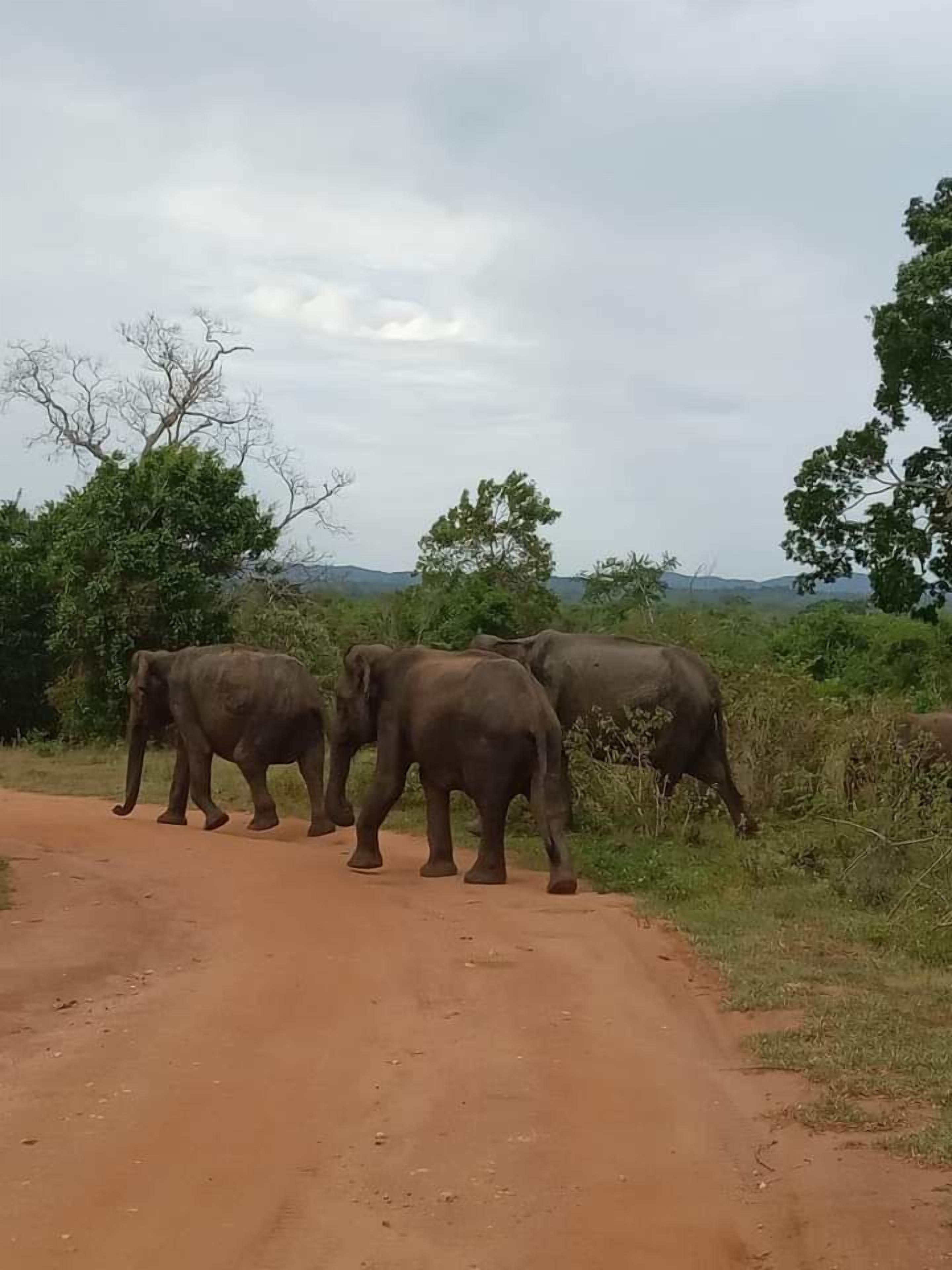 Safari