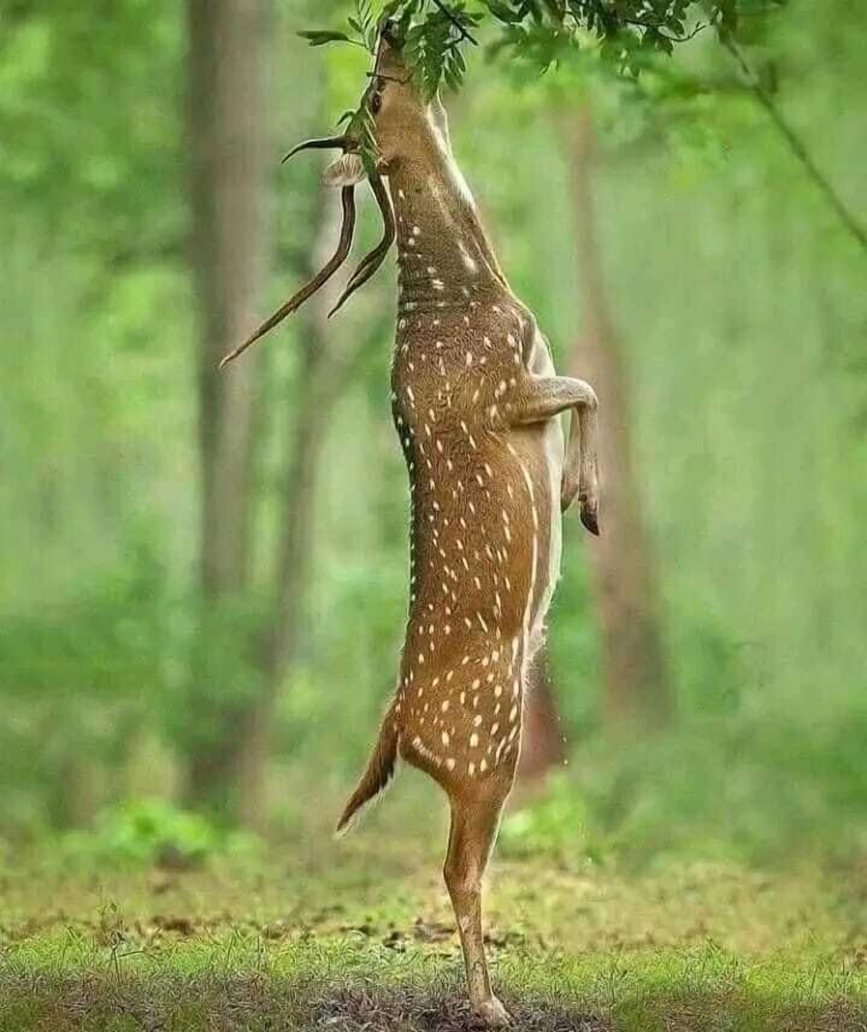 Un cerf se tenant debout dans une forêt.