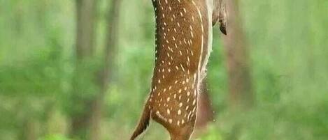 Un cerf se tenant debout dans une forêt.