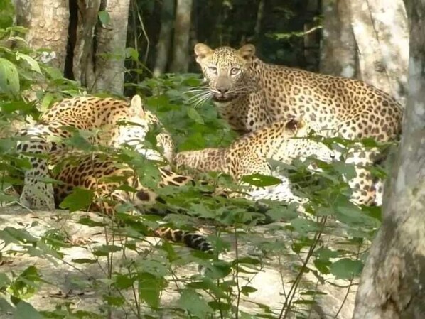 Two leopards resting in a forested area with trees and foliage. - Elephant Safari Lodge (Udawalawe)