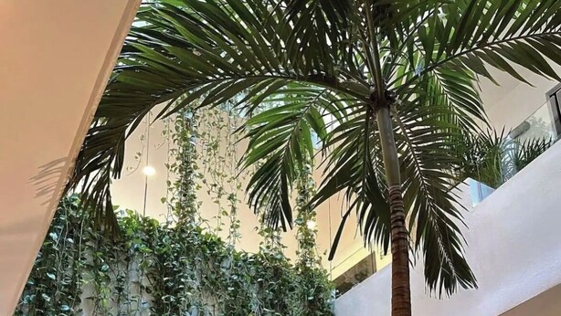 Un amplio atrio interior con numerosas palmeras y plantas colgantes, creando un ambiente tropical.