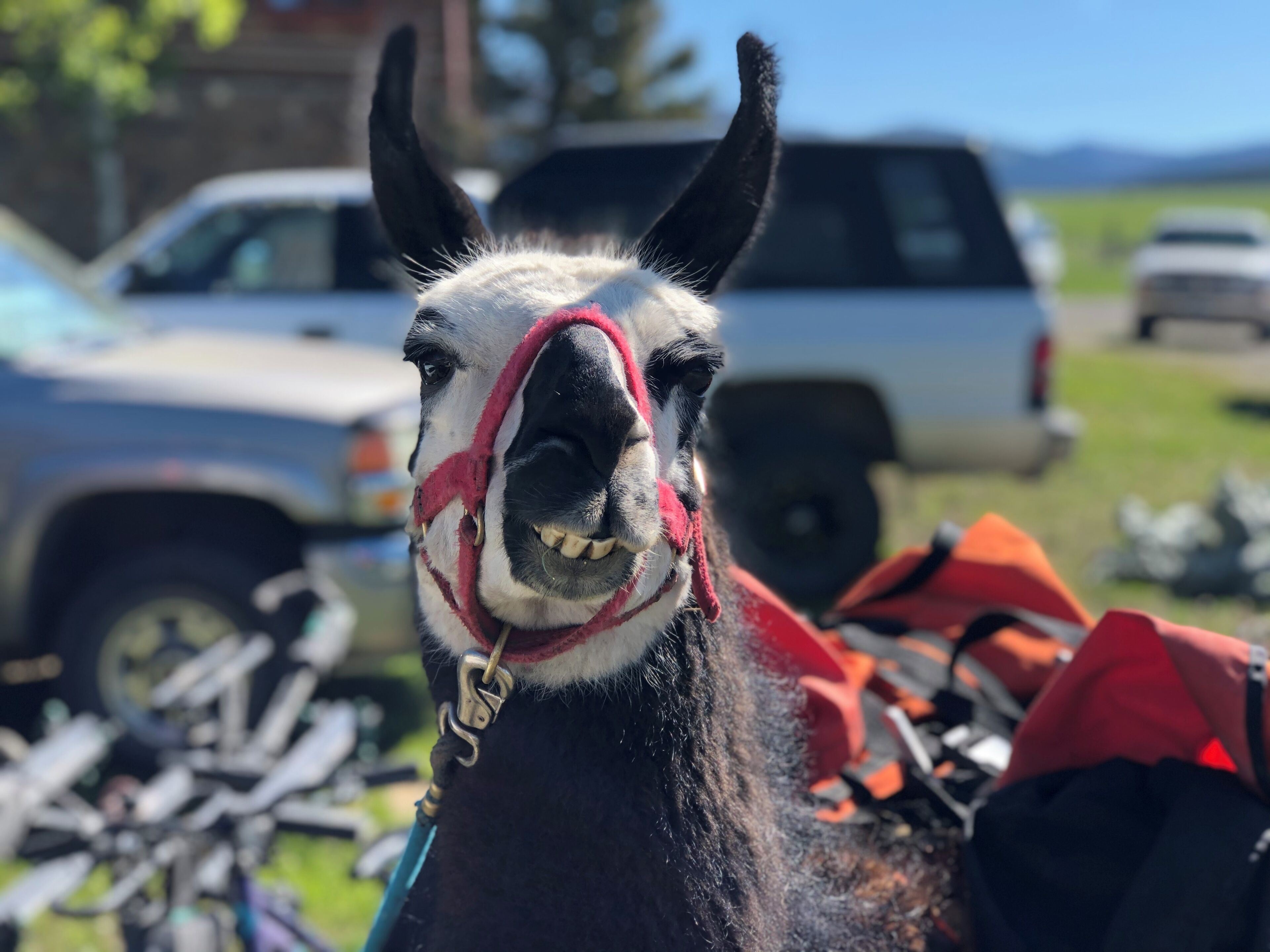 Un gros plan d’un cheval portant un licol rouge et une selle, avec un véhicule et une pile de foin en arrière-plan.