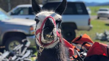 Un gros plan d’un cheval portant un licol rouge et une selle, avec un véhicule et une pile de foin en arrière-plan.