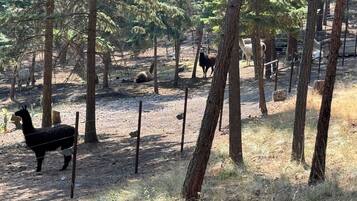 Un ambiente naturale all'aperto, con alberi e terreno sterrato, probabilmente un parco o una riserva naturale.