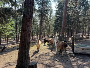 Property grounds - Llama Ranch Cozy 1-bedroom apartment just South of Missoula with WiFi!   (Missoula)
