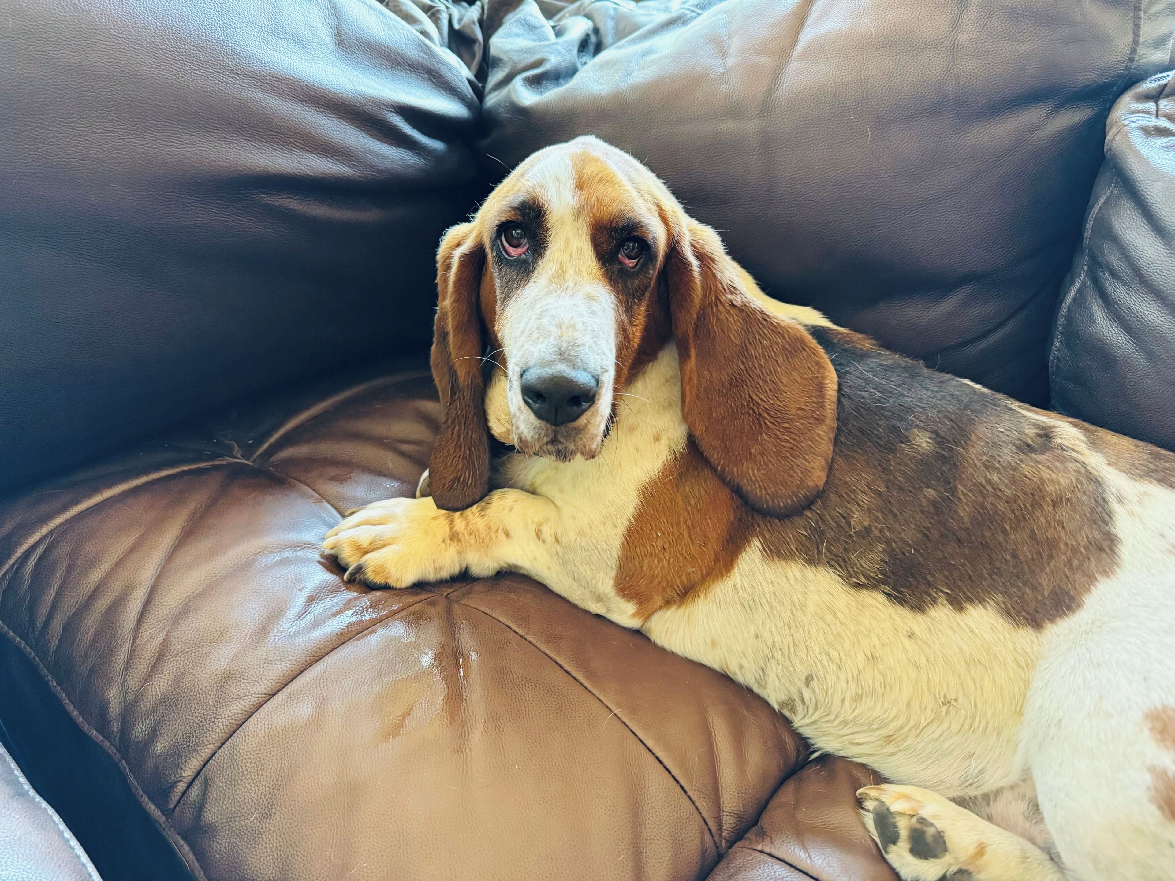 A dog lying on a brown leather couch.