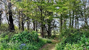 A forested area with a dirt path leading through dense greenery and trees. - Spruce Cottage - UK46875 (Hartland)
