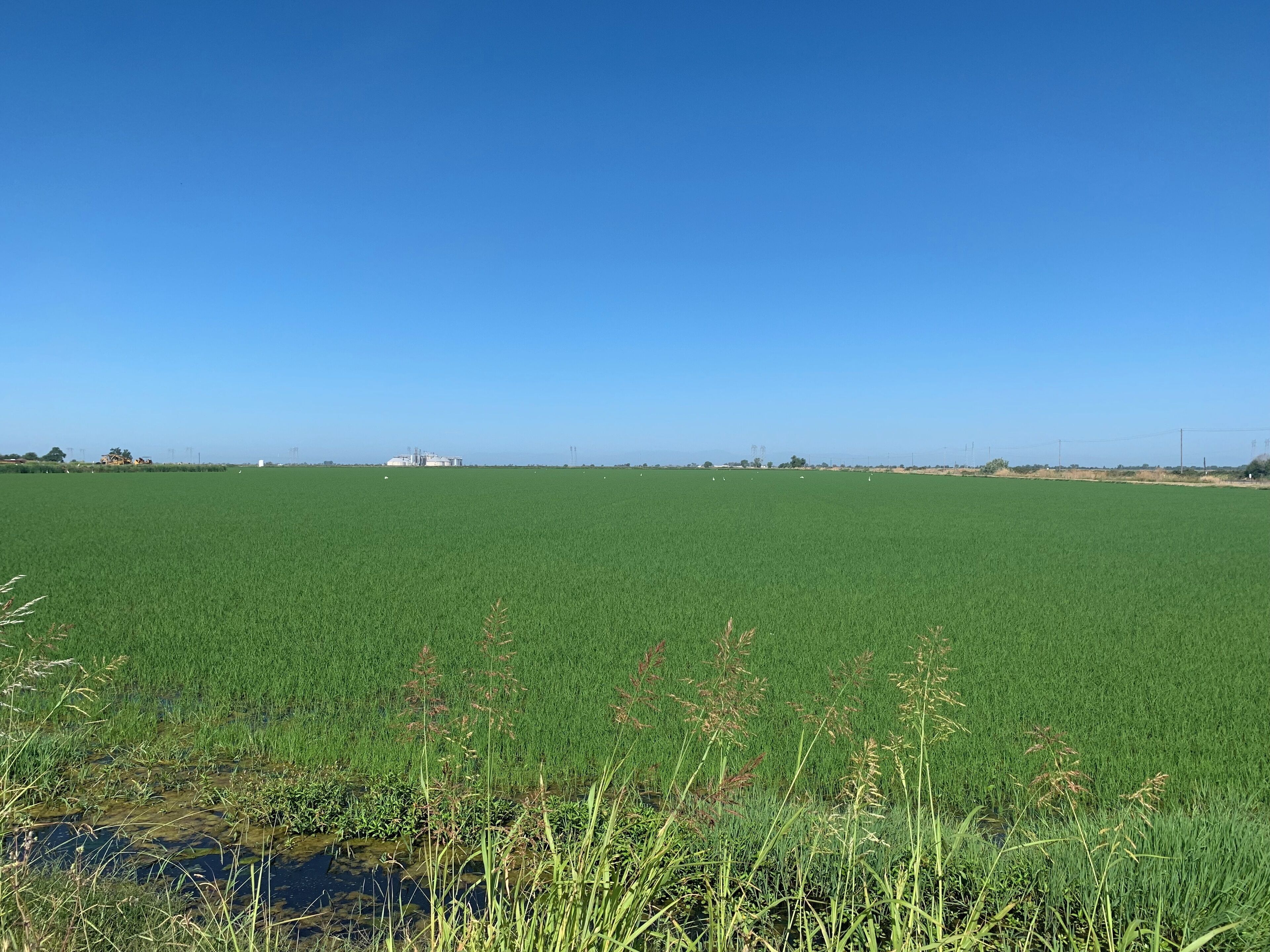 Rice Fields