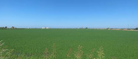 Rice Fields