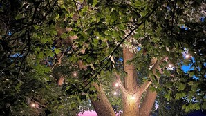 Un árbol con luces de cadena, una hamaca y un campo al fondo.