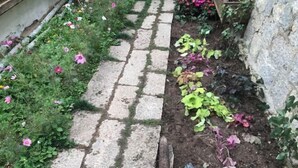 Un chemin de pierres dans un jardin, agrémenté de diverses plantes et fleurs.