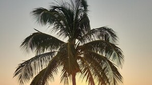 Terraza de madera con piscina, una palmera y vistas al atardecer.