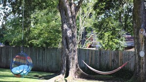 A hammock between two trees in a backyard with a wooden fence in the background.