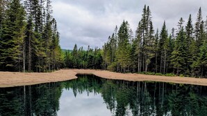 Tyyni järvi, jonka ympärillä on tiheä metsä.
