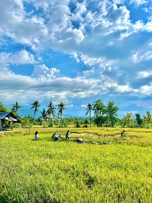 A rural landscape with a clear sky, palm trees, and people working in a rice field. - Rumi Bumi Lovina (Buleleng)