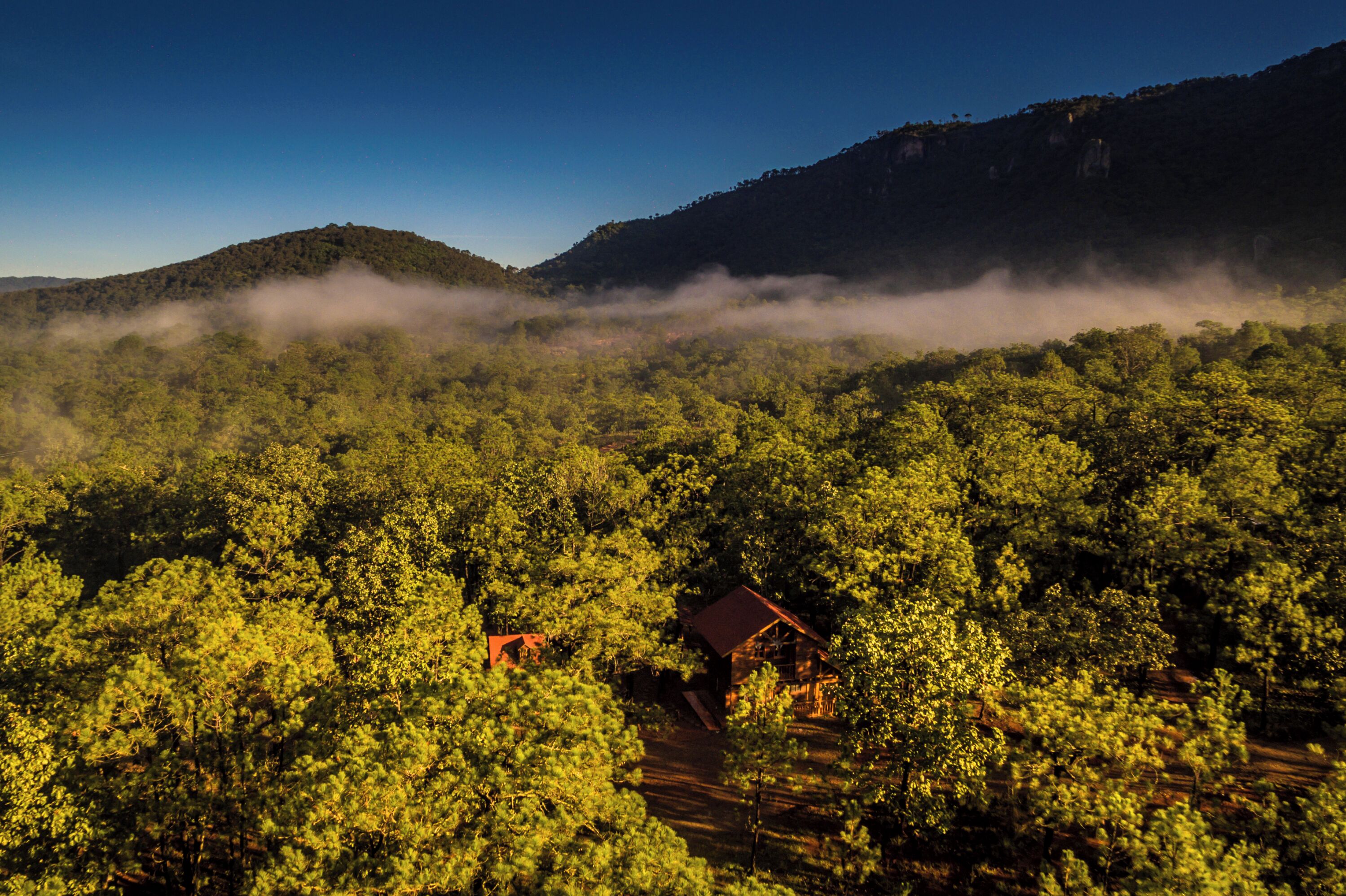 A forested landscape with a cabin surrounded by trees.