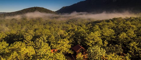 A forested landscape with a cabin surrounded by trees.