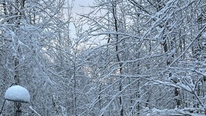 A deer standing in a snowy forest with bare trees and a snow-covered lamp post.