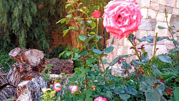 Un giardino con rose, un albero e un muro in pietra.
