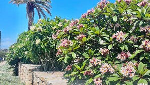 A stone wall with flowering plants and a palm tree in the background. - Beachside townhouse at Mona Vale beach, spacious and modern , footsteps to beach (Mona Vale)