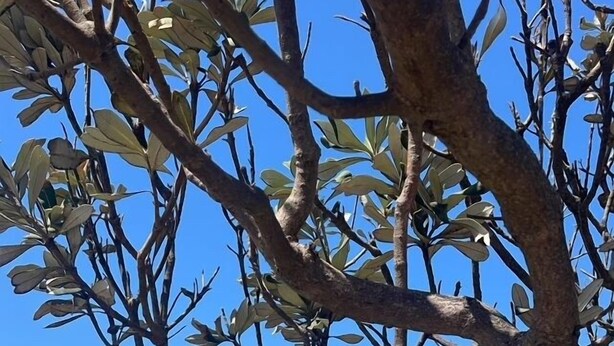 A tree with a view of the ocean and beach in the background. - Beachside townhouse at Mona Vale beach, spacious and modern , footsteps to beach (Mona Vale)