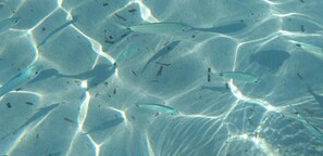 Una vista clara bajo el agua de un lecho marino arenoso con varios peces nadando.