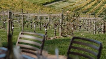 A table set for dining with a vineyard view in the background.