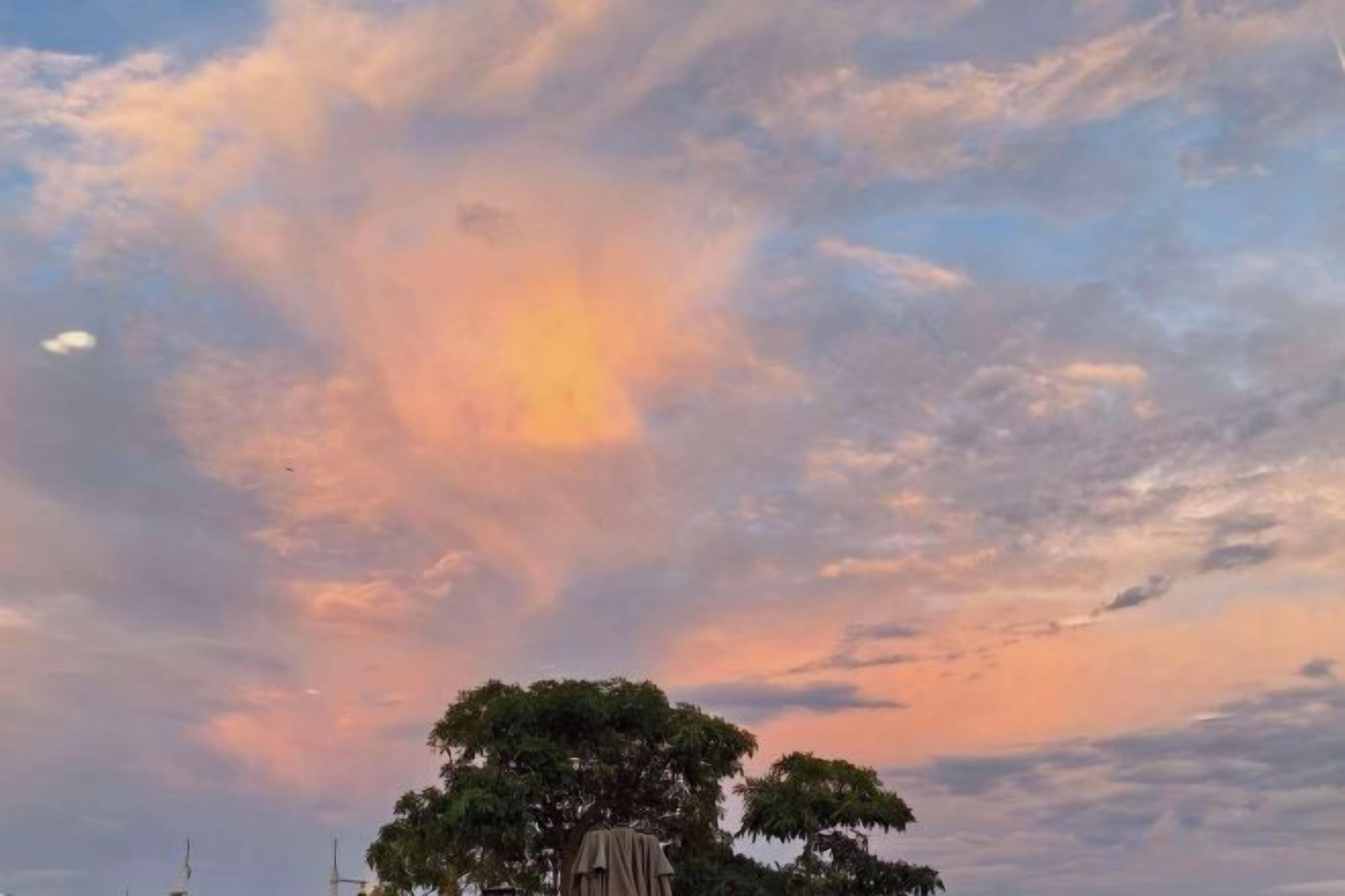 A tree with a clear sky above.