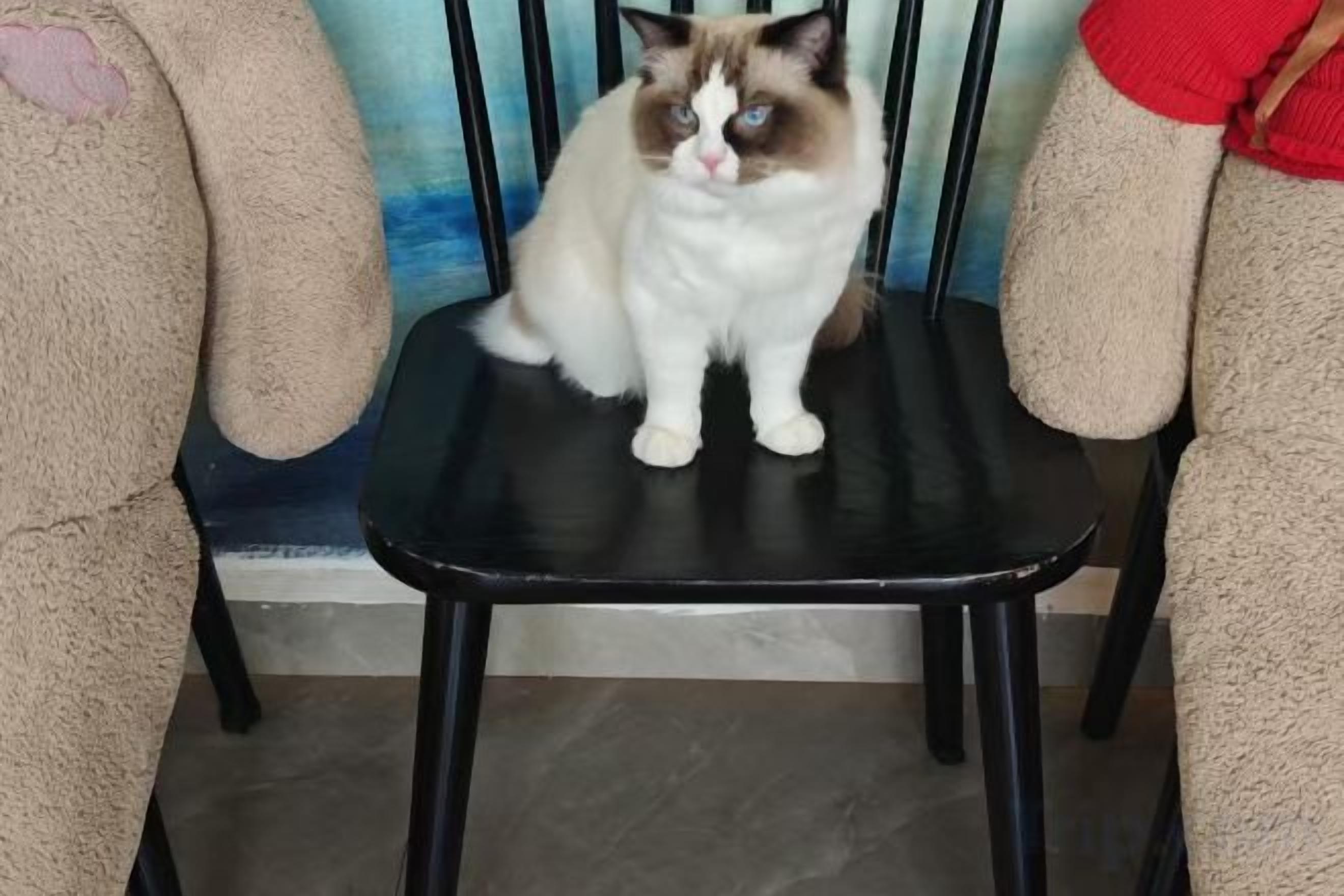 Un gato sentado en una silla negra con una pared azul de fondo.
