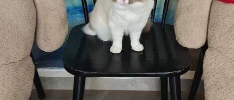 Un gato sentado en una silla negra con una pared azul de fondo.